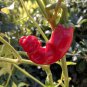 Peter Pepper 200 Seeds