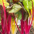 Perpetual Spinach varieties Swiss Chard Pink Flamngo 20 PCS Seeds Perpetual Spinach varieties Swiss Chard Pink Flamngo 20 PCS Seeds
