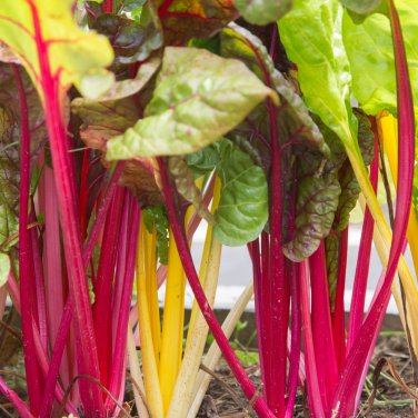 Perpetual Spinach varieties Swiss Chard Pink Flamngo 20 PCS Seeds