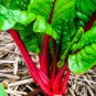 Perpetual Spinach varieties Swiss Chard Pink Flamngo 20 PCS Seeds
