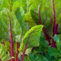 Perpetual Spinach varieties Swiss Chard Pink Flamngo 20 PCS Seeds