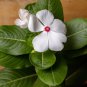 Periwinkle White Flowers Single Petals 100 PCS Seeds
