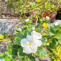 Periwinkle White Flowers Single Petals 100 PCS Seeds