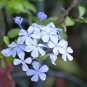 Periwinkle White Flowers Single Petals 100 PCS Seeds