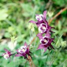 Perennial Purple Columbine 50 PCS Seeds