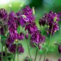 Perennial Purple Columbine 50 PCS Seeds
