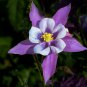 Perennial Purple Columbine 50 PCS Seeds