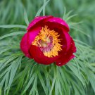 Perennial Peony Flowers 20 PCS Seeds