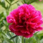 Perennial Peony Flowers 20 PCS Seeds