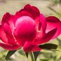 Perennial Peony Flowers 20 PCS Seeds