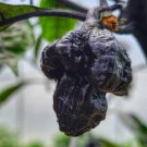 Pepper Hot Black Carolina Reaper Chili 10 PCS Seeds