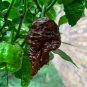 Pepper Hot Black Carolina Reaper Chili 10 PCS Seeds