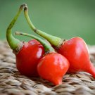 Pepper Biquinho Chupetinha Red Yellow 15 PCS Seeds Pepper Biquinho Chupetinha Red Yellow 15 PCS Seeds