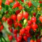 Pepper Biquinho Chupetinha Red Yellow 15 PCS Seeds