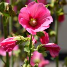 Perennial Colorful Corrugated Hollyhock 20 PCS Seeds