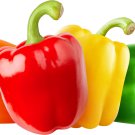 Pepper 50 PCS Seeds