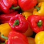 Pepper 50 PCS Seeds