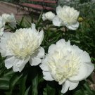 Peony Purely White Cream White Flower 5 PCS Seeds
