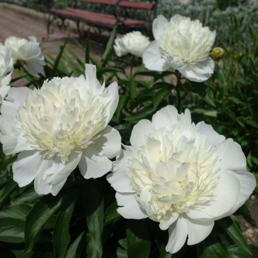 Peony Purely White Cream White Flower 5 PCS Seeds