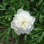 Peony Purely White Cream White Flower 5 PCS Seeds