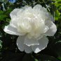 Peony Purely White Cream White Flower 5 PCS Seeds