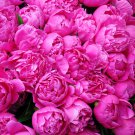 Peony Bright Light Pink Flowering Flower 5 PCS Seeds Peony Bright Light Pink Flowering Flower 5 PCS Seeds