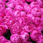 Peony Bright Light Pink Flowering Flower 5 PCS Seeds