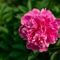 Peony Bright Light Pink Flowering Flower 5 PCS Seeds