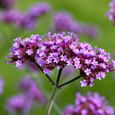 Perennial Multicolor Verbena 60 PCS Seeds