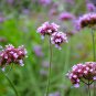 Perennial Multicolor Verbena 60 PCS Seeds