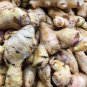 Perennial ginger vegetable 100 PCS Seeds