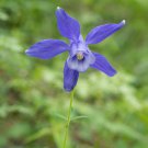 Perennial Blue Columbine 50 PCS Seeds