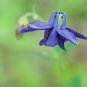 Perennial Blue Columbine 50 PCS Seeds