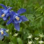 Perennial Blue Columbine 50 PCS Seeds