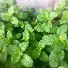 Peppermint Mint Herb 50 PCS Seeds Peppermint Mint Herb 50 PCS Seeds