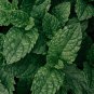 Peppermint Mint Herb 50 PCS Seeds