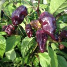 Pepper Purple Ghost Bhut Jolokia 15 PCS Seeds Pepper Purple Ghost Bhut Jolokia 15 PCS Seeds