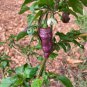 Pepper Purple Ghost Bhut Jolokia 15 PCS Seeds