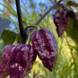 Pepper Purple Ghost Bhut Jolokia 15 PCS Seeds