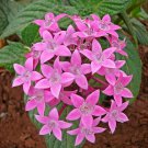 Pentas Lanceolata Flower Bonsai Starry Flowers Purify 50 PCS Seeds