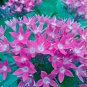 Pentas Lanceolata Flower Bonsai Starry Flowers Purify 50 PCS Seeds