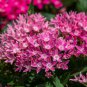 Pentas Lanceolata Flower Bonsai Starry Flowers Purify 50 PCS Seeds