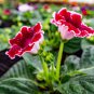 PCS Gloxinia Dark Red Flowers with White Edge 100 PCS Seeds