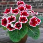 PCS Gloxinia Dark Red Flowers with White Edge 100 PCS Seeds
