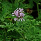 Pelargonium Graveolens Semente 100 PCS Seeds