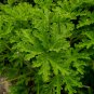 Pelargonium Graveolens Semente 100 PCS Seeds