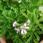 Pelargonium Graveolens Semente 100 PCS Seeds