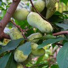 Pawpaw the Indiana Banana 15 PCS Seeds Pawpaw the Indiana Banana 15 PCS Seeds