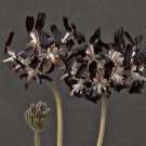 Pelargonium Auritum Geranium 10 PCS Seeds Pelargonium Auritum Geranium 10 PCS Seeds