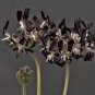Pelargonium Auritum Geranium 10 PCS Seeds